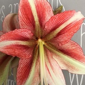 Meet your Posher, Pamels j